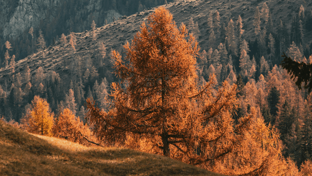 autumnus trento