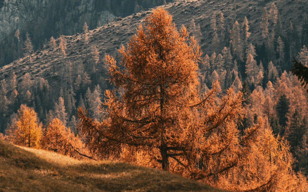 Autumnus Trento: il festival dell’autunno trentino